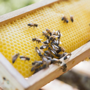 Alles für die Biene